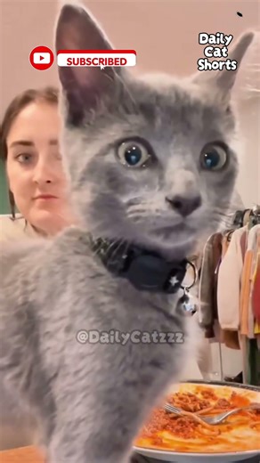 Funniest Catzzz vs Camera! #funny #cats #trending