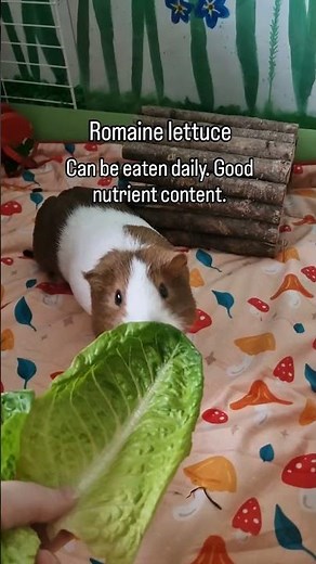 5 Winter veggies guinea pigs can eat