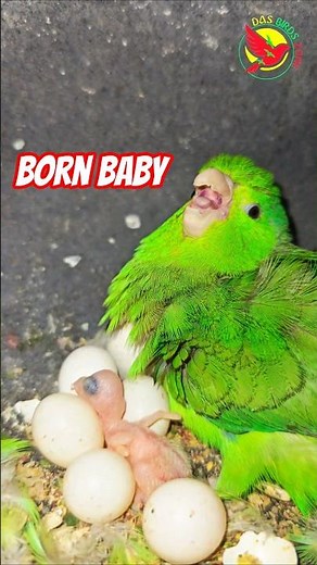 mama parrotlet refuses to let anyone near her hatching baby #parrotletbreeding #cute #protective