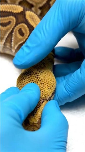 🐍✨ So Satisfying: Ball Python Shed ASMR! 🔊
