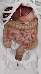 Human Digestive System Anatomy 3D Model | Premium Stock Video Footage