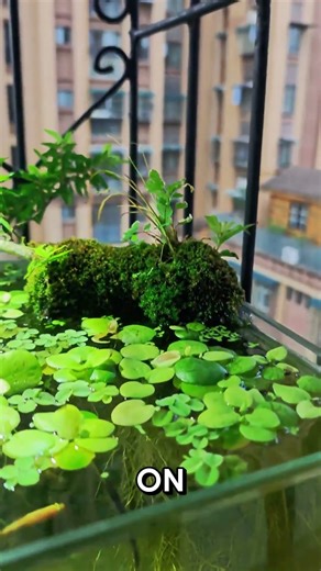 No Filtration No Problem! Secrets to a Self Sustaining Aquarium #Shorts