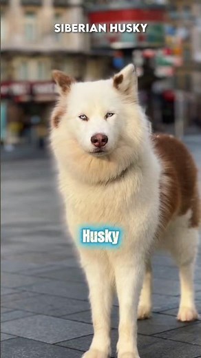 5 Most Famous Russian Dog Breeds 🇷🇺 #shorts