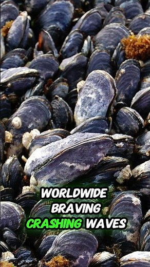 Blue Mussel #wildlife #animals #nature
