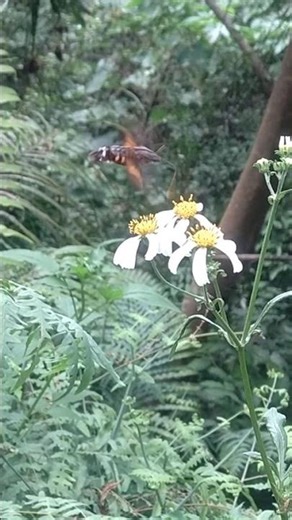 do you know this interesting insect ? Name: Macroglossum corythus iuteatum (Butler), Not hummingbird