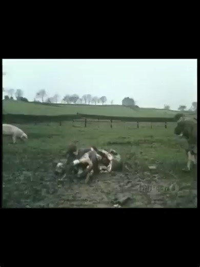 Monty Python The Fish Slapping Dance #MontyPython