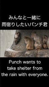 「僕も仲間に入れて」みんなと一緒に雨宿りをしたいパンチ君 Let me join you too. Punch Shelter from the Rain