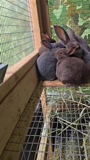 #babyrabbits #homestead #livestock #meatrabbits #raisingrabbits #bree.. | Me Wizardz