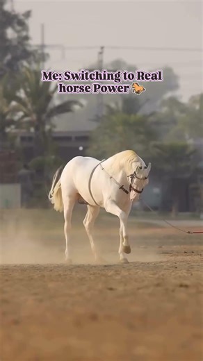 Fuel crisis? Time to switch to real horse power 🐎🔥 #carguys #content #carwars #rebirth #civic