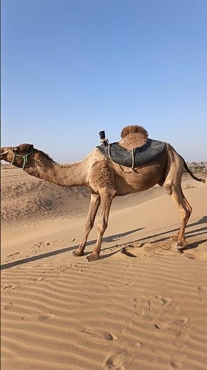 Life in the Silent Desert | A Calm Camel Moment#DesertLife #CamelLife