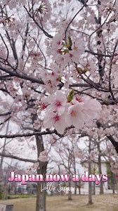 34K views · 5.4K reactions | Cherry blossom || Osaka || | Hello Japan | Facebook