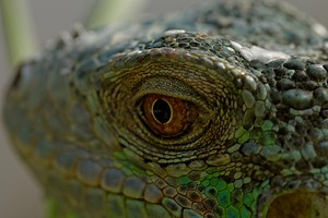 Do Reptiles Have Eyelids? - (Answered & Explained)