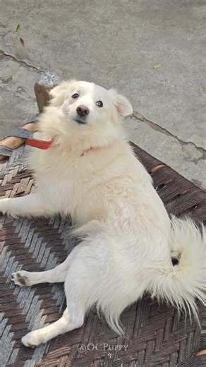 Pet Activity capture #shortsfeed #yputubeshorts #cutedog