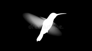 Humming bird stock footage. Video of 1080p, loopable - 39439196