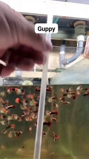 Guppy Brine shrimp Decapsulated #fbviralreels #viralreels #videoviralreels #koreananghilas #fbvideoviral #fbviral #arabonghilaw #fbviralvideo | All about pets