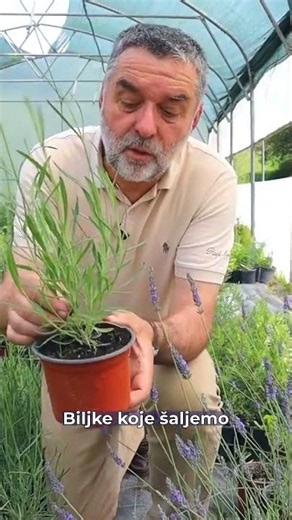 LAVANDA - neprevaziđena biljka