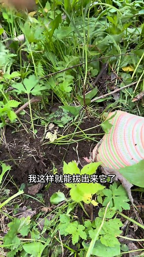 長白山貝母#三農 #滋補養生 #科普#中草藥 | 一孜与一孚
