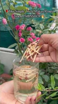 🌹Rose Plant Blooms NONSTOP with This ₹2 Secret Trick!😱🔥