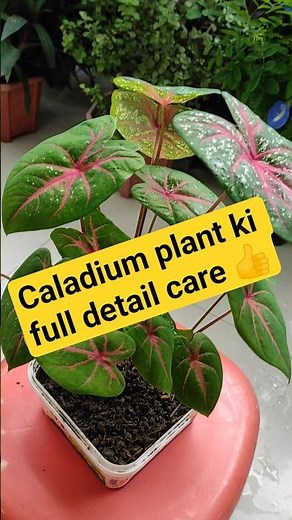 How to grow caladium plant☘️। Caladium plant care tips। Caladium plant care 👍। #caladium #caladiums