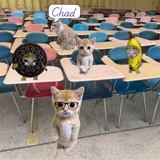 Recognise the Country's Flag Elgato Classroom Oral Test School Day 🐱🏫