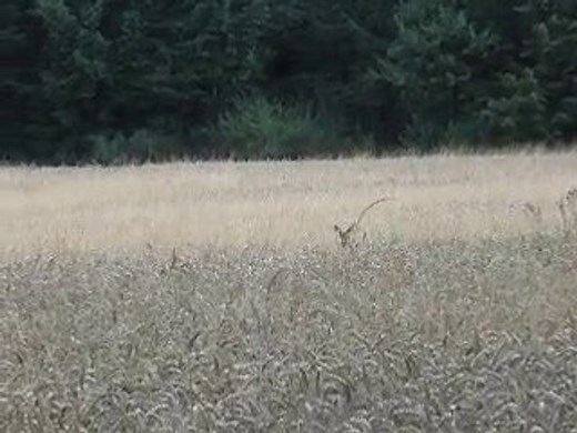 chevreuils en période du rut (1ère partie)