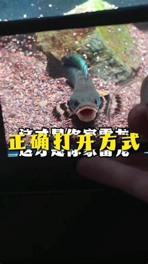 你家的雷龙就应该是这样的 #咬缸训练 #养鱼日记 #幻红雷龙 #雷龙鱼 #雷龙怎么养