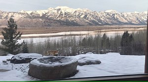 Even the wild things enjoy a Thanksgiving feast, getting down to basics...predator, prey relationships in a healthy Wyoming backyard ecosystem. Wild, free and untrapped, with a Teton view. Thanks for the share: LOR. View: youtu.be/Lbg8mzAcT8Y | Wyoming Untrapped