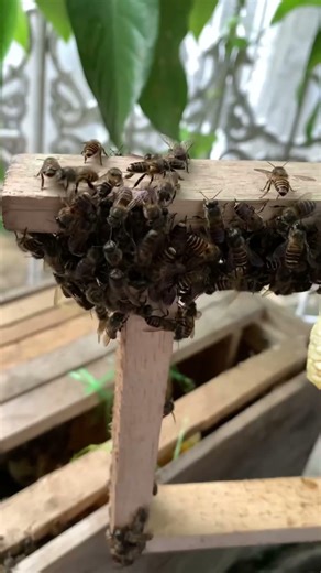 Perbedaan antara lebah Apis mellifera dan Apis cerana