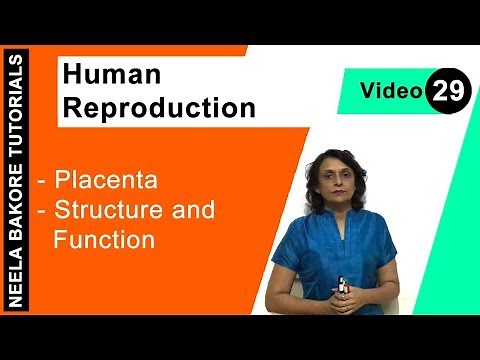 Human Reproduction | NEET | Placenta - Structure and Function | Neela Bakore Tutorials