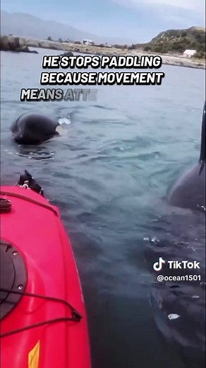 Encounter with Orcas: A Kayaker's Stillness
