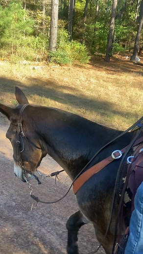 🚫🚫🚫SOLD🚫🚫🚫 RUFUS is a 15 year old John mule. He stands at 14.3hh. Rufus is one broke dude. He’s been on tons of trail rides and in parades. He has been on several trips to the mountains in Colorado. He has been ridden and used to pack. He will pack meat with no problem. Rufus is an extremely gentle and friendly mule. He’s easy to catch. He’s good with his feet and ears. He stands to be clipped. Rufus is an all around good ol family mule ready and willing to be saddled up and taken on his n