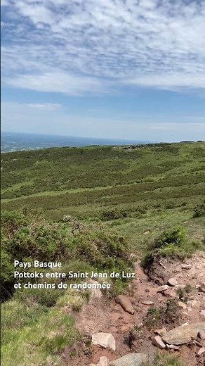 Pays Basque - Pottoks entre Saint Jean de Luz et chemins de randonnée