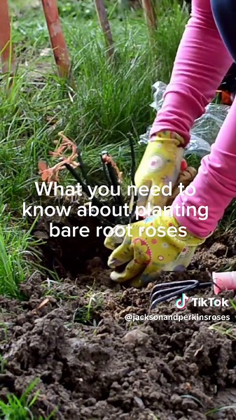 Jackson & Perkins on TikTok