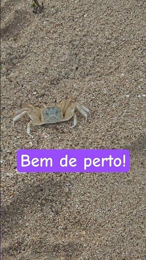 Observando Um Siri Bem De Perto Com O Zoom Do Galaxy S25 Ultra!