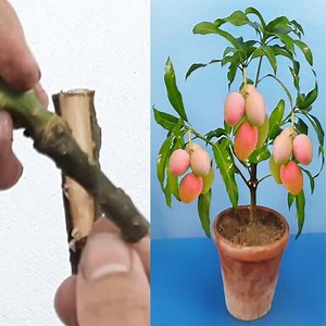 4.9M views · 57K reactions | Growing Mango Tree In A Pot ||Amazing grafting technique | Rana Craft | Facebook