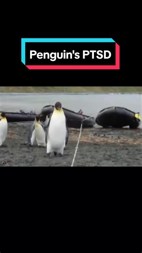 Penguin Voice Over Comedy: Hilarious Clips