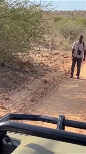 Leopard Ambush on Road 😱🐆 | Raw AI Wildlife Chaos