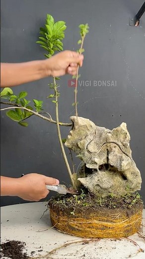 Making Bonsai Wrap Around a Rock