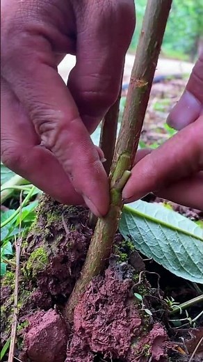Best method and unique ideas for the grafting of fruit trees #grafting #plants #garden #tree​