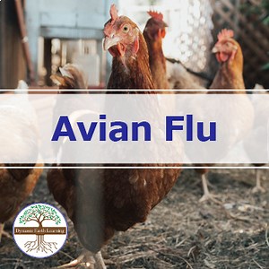Avian Flu | Video Lesson, Handout, Worksheets | Agriculture Health