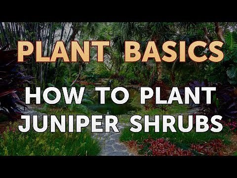How to Plant Juniper Shrubs