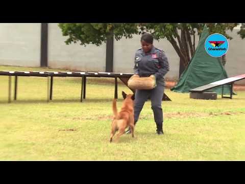 Military dogs display trained skills at National Dog Academy