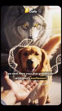 The Gene That Turned Wolves Into THIS… 🐺❓