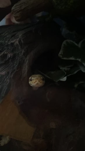 The Cuteness of Snakes: A Look at Ball Pythons