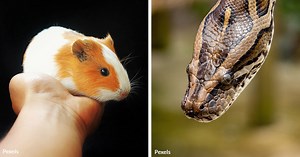 Young Hero Battles Python to Rescue Pet Guinea Pig in Daring Backyard Encounter | GreaterGood