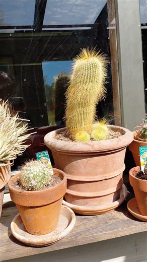 Recycled cacti & geranium conservatory #gardening #conservatory #cacti #recycling