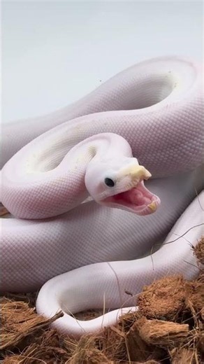 Bad Temper Princess! Is Anyone Taking Her Away?🐍😩