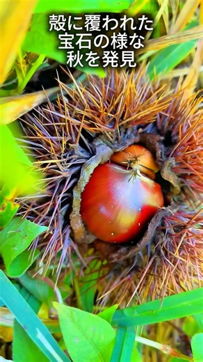 🌰 栗の季節がやってきた。🔰ゼロから果樹畑作り