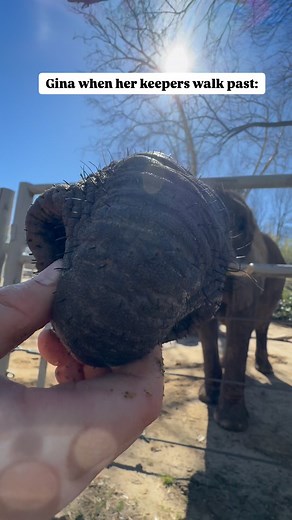 She was ready for the snack! 💞 Meet Gina, the matriarch of our elephant herd👑, in an exclusive behind-the-scenes encounter! A portion of the proceeds supports Elephants for Africa, helping to protect elephants in the wild. Book your Exclusive Encounter on our website🐘 #elephants #africanelephants #memphiszoo #love #animals #behindthescenes | Memphis Zoo