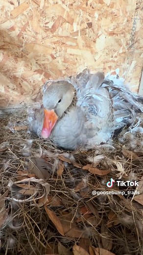 Will Samantha the Goose Accept 4 Eggs? 🪺